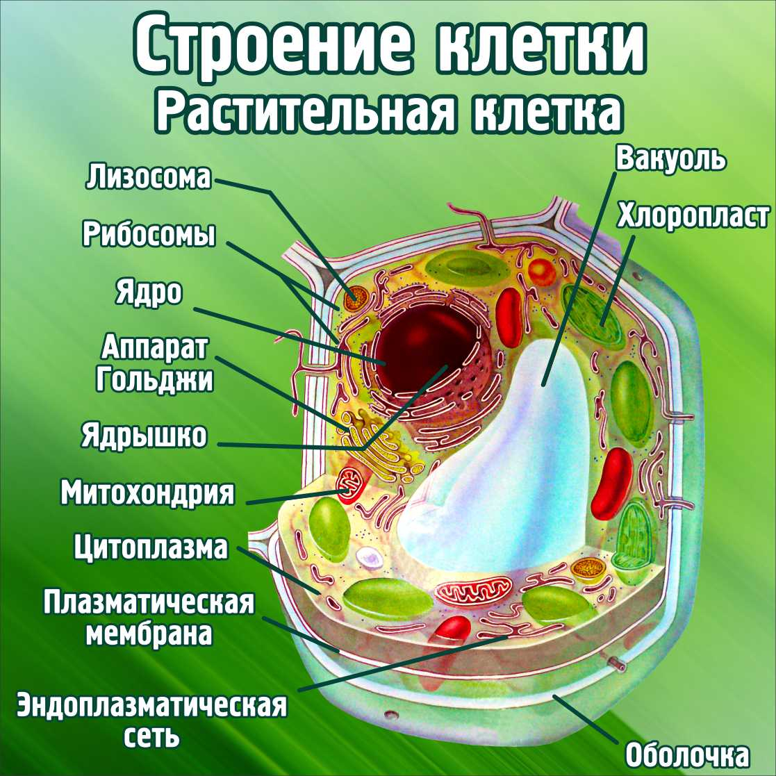 Растительные клетки — Википедия