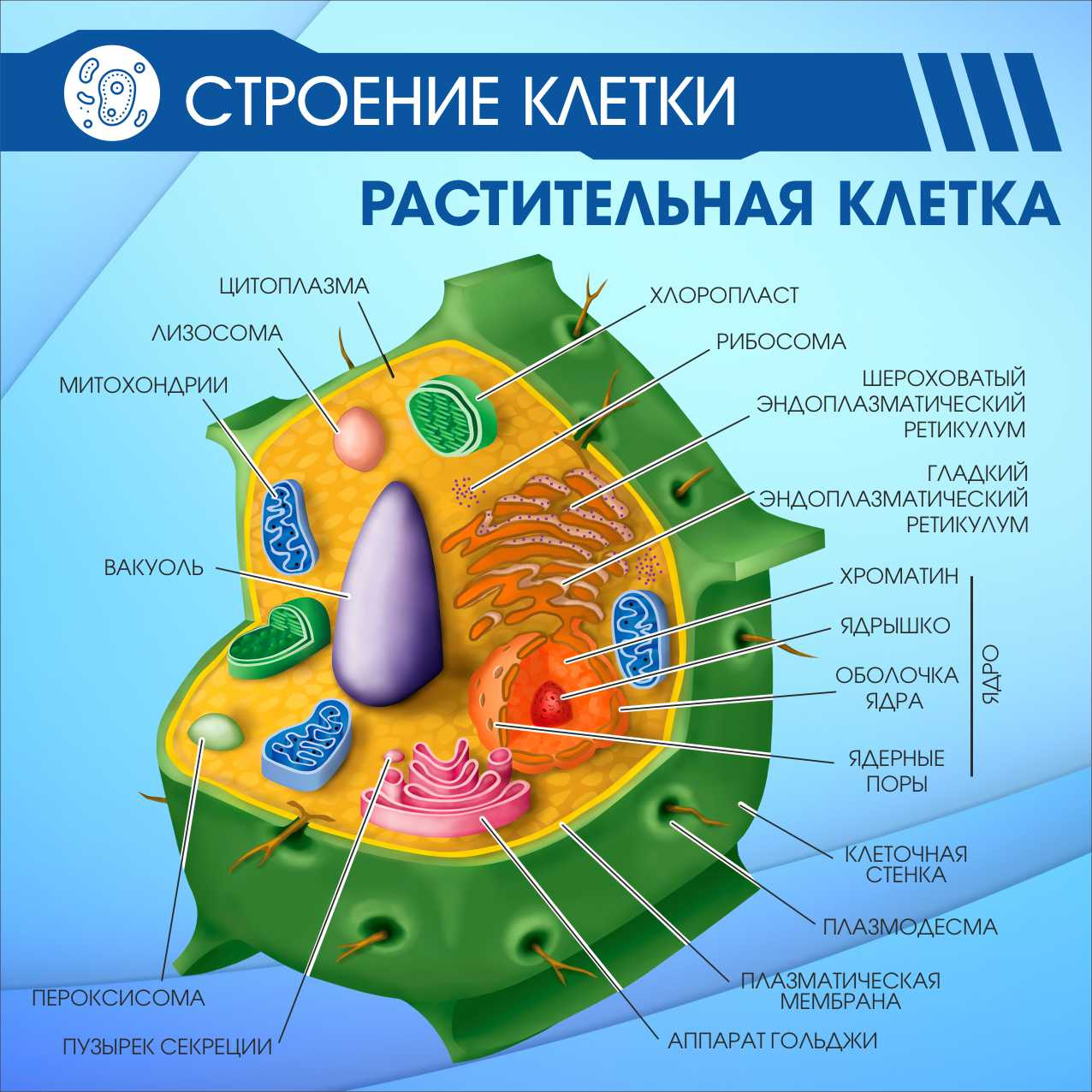 Строение клетки Растительная клетка в Ульяновске