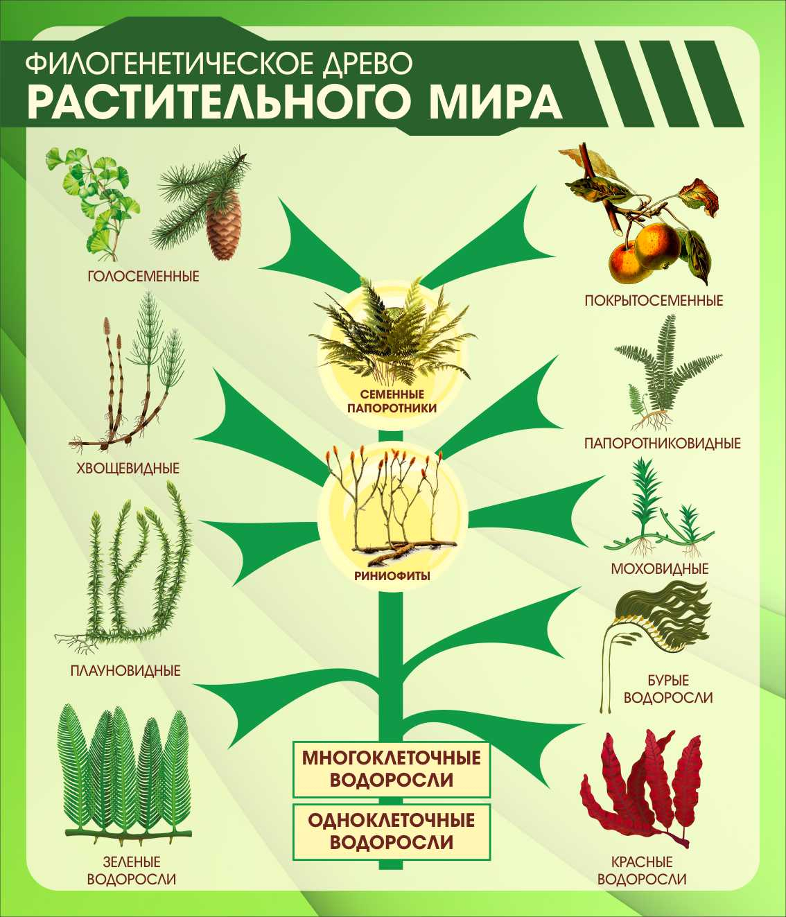 Филогенетическое древо растительного мира в Ульяновске